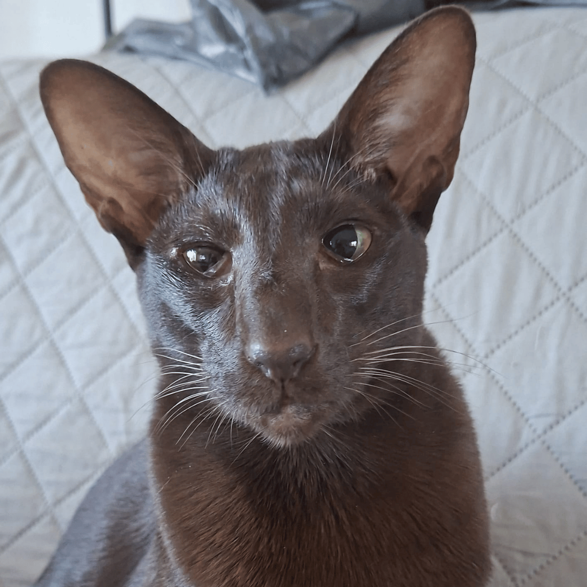 Profielfoto van poes Jikka