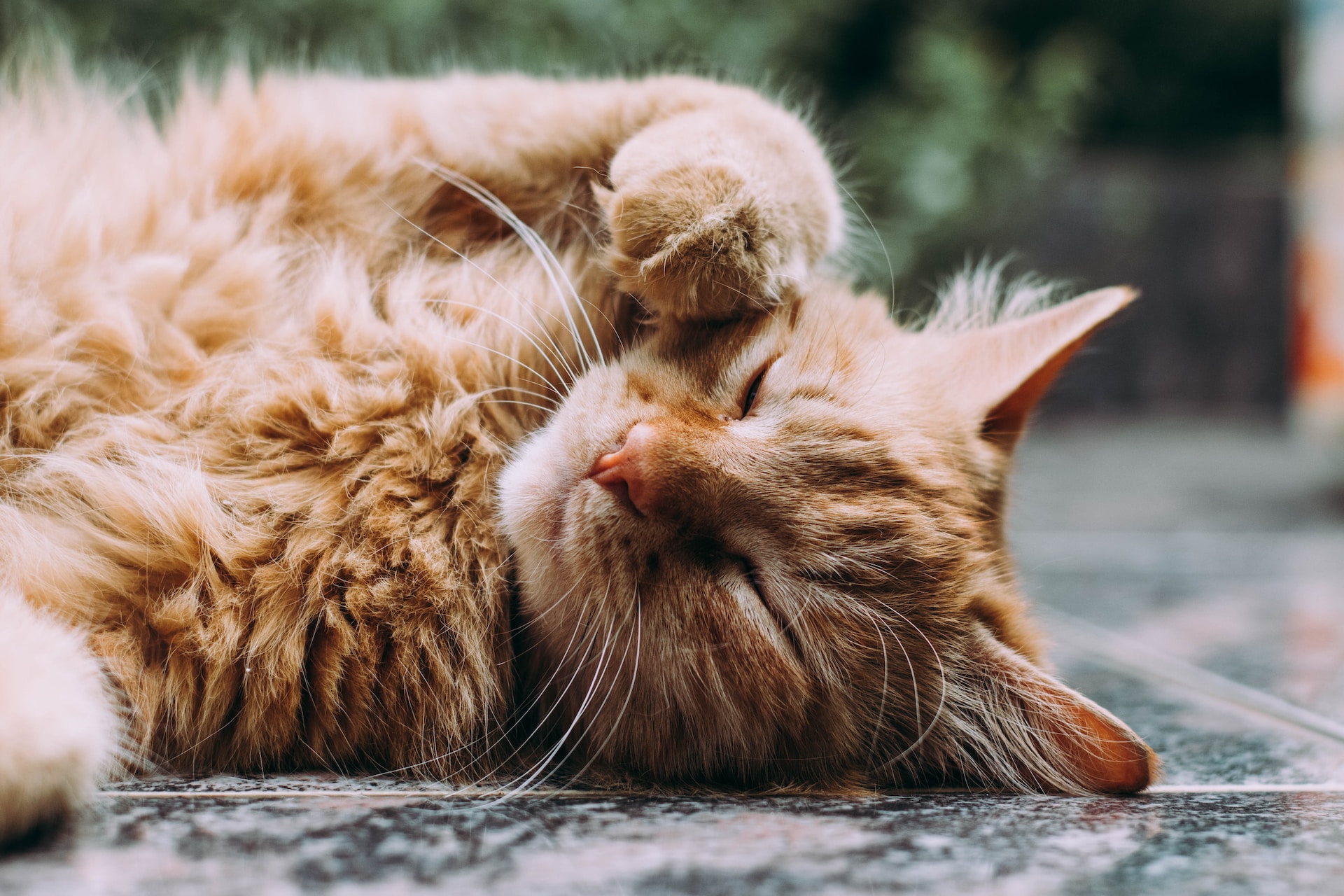 energetische healing voor katten