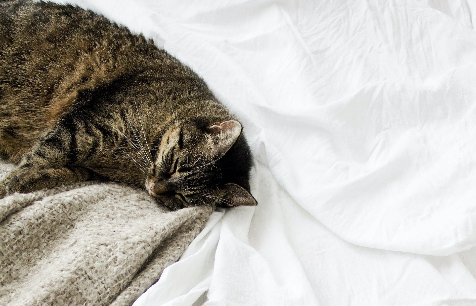 waarom spinnen katten