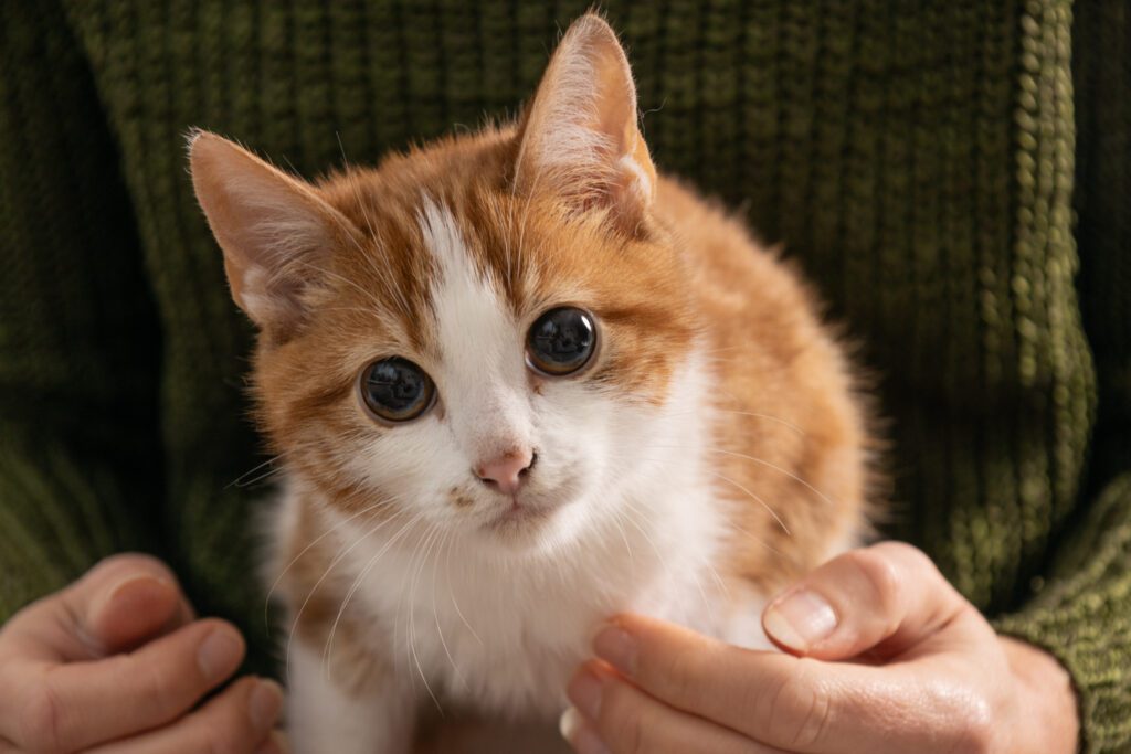 Kattengedragstherapie | Kattengedragstherapeut | Soul Body Fusion | Healing Touch for Animals | Dierentolk