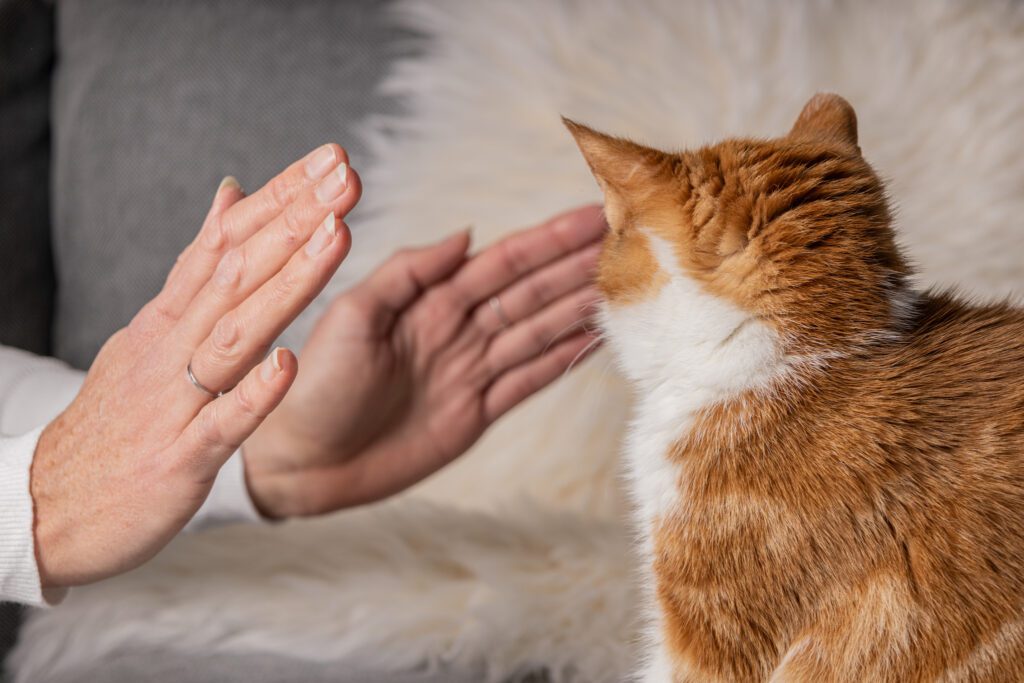 Dierenhealing | Healing Touch for Animals