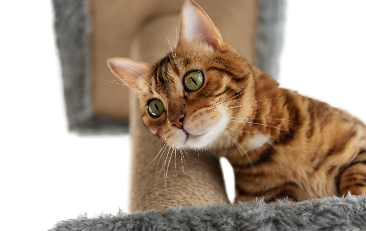 waarom plast een kat in huis