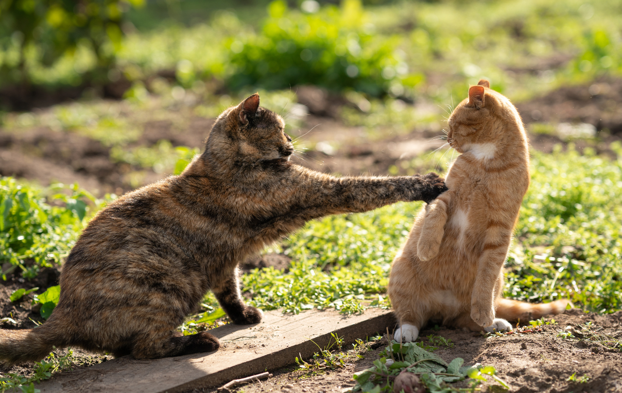 Kattentaal ontcijferen waarom miauwt een kat? Catsiness