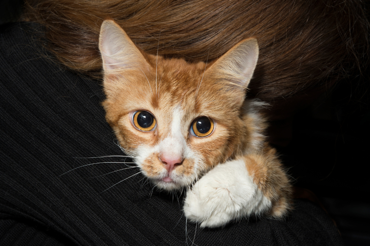 angstige kat