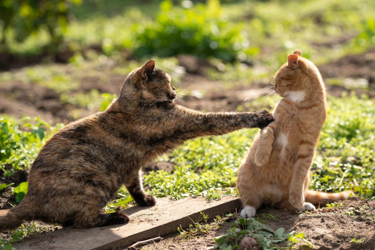 kat valt andere kat aan