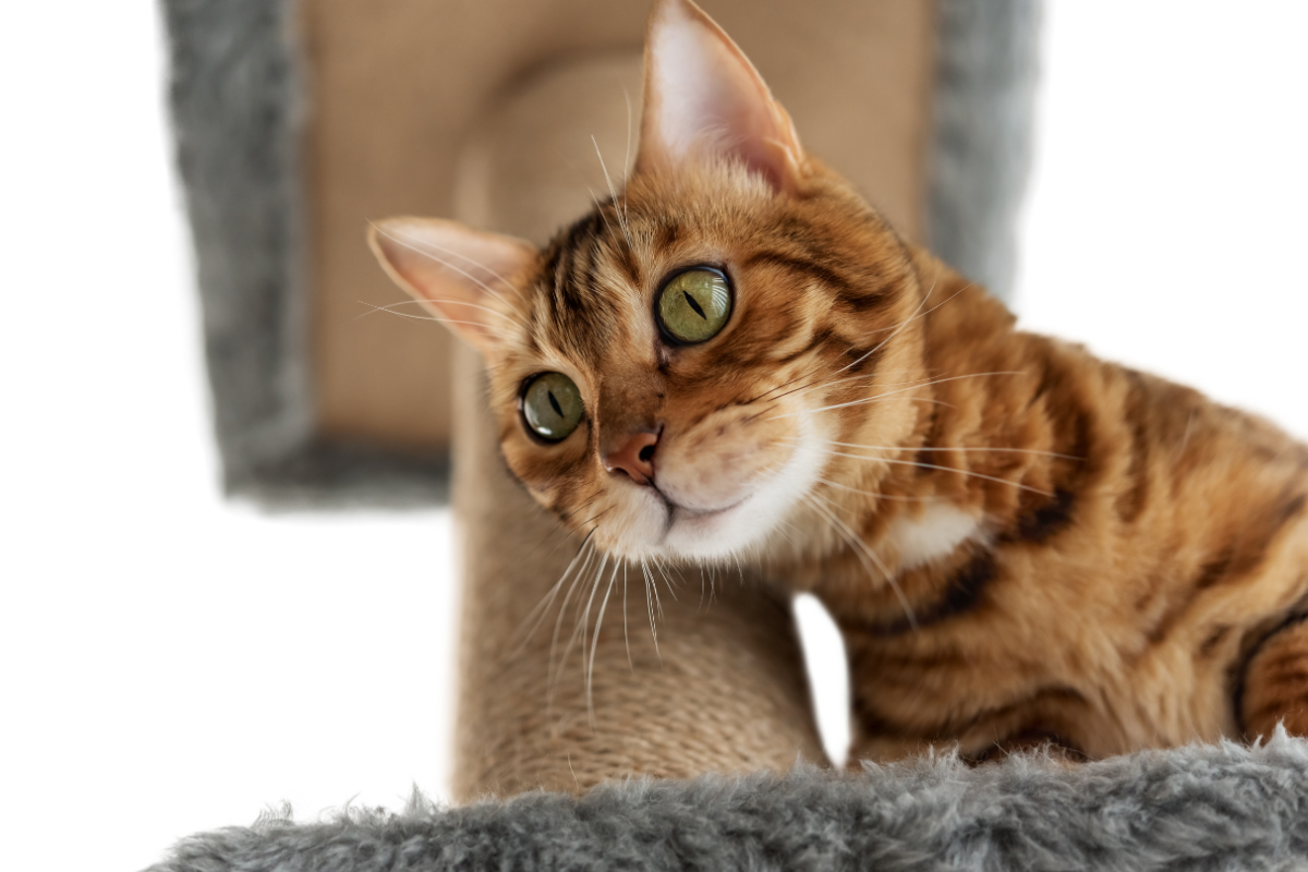 Waarom plast een kat in huis? | Catsiness