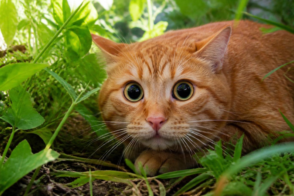 Trauma bij katten